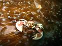 crabe porcelaine - Neopetrolisthe maculatus